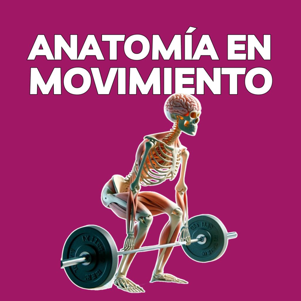 Anatomía en Movimiento - Potencial Humano