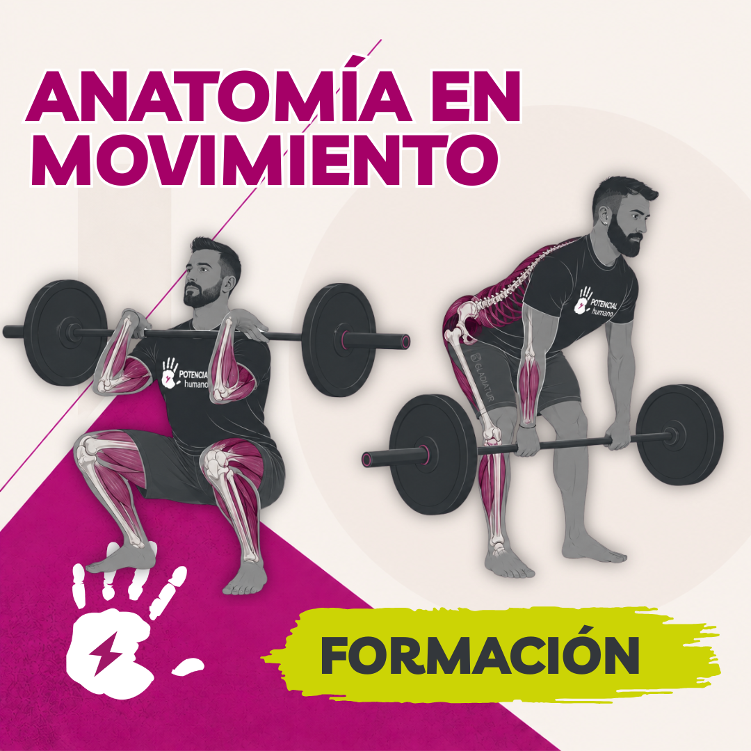 Anatomía en Movimiento